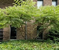 Aralia elata 'Variegata' - Aralia elata 'Variegata' - juli 2024