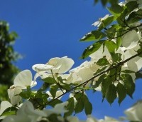 Cornus kousa 'Venus' - Japanse grootbloemige kornoelje ‘Venus' - 1