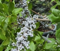 Myrica pensylvanica - Amerikaanse wasgagel - 2