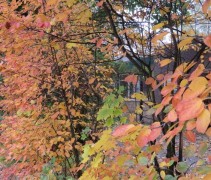 Amelanchier lamarckii