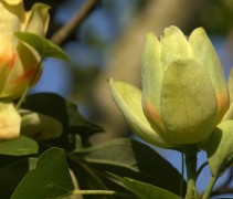 De bijzondere bloemen van de zuilvormige Tulpenboom