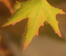 Platanus Orientalis, herfstblad