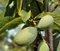 Asimina triloba - Pawpaw - 3