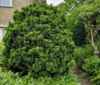 Chamaecyparis obtusa 'Nana Gracilis' - Japanse dwergcipres - 1