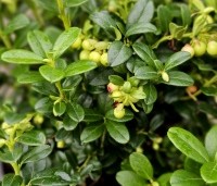 Vaccinium vitis-idaea 'Miss Cherry' - Vossenbes - 1
