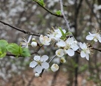 Prunus spinosa - Sleedoorn - 1