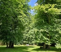 Tilia cordata - Winterlinde - 1