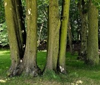 Tilia cordata - Winterlinde - 2