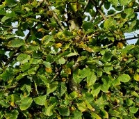 Carpinus betulus - Haagbeuk - scherm meerjarige leiboom in het najaar