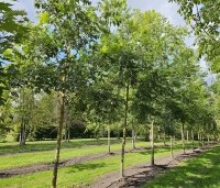 Carya illinoinensis - Pecannoot - 5