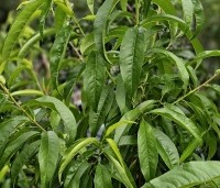 Prunus persica 'Saturne' - Perzik 'Saturne' - 1