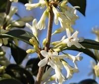 Osmanthus x burkwoodii - Schijnhulst - 1