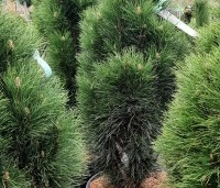 Pinus nigra 'Green Tower' - Zwarte den 'Green Tower' - 1 60-80 cm