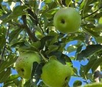 Malus dom. 'Bloemezoet' - Malus 'Bloemeezoet' - 3