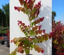 Cercis ‘Eternal flame’