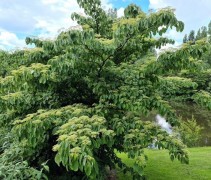 Cornus controversa