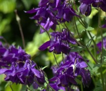 De blauwe Akelei in bloei
