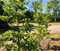 Fagus sylvatica 'Striata'