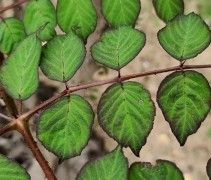Aralia Elata