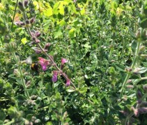 De hommel geniet van de bloemen in de Gamander struikjes
