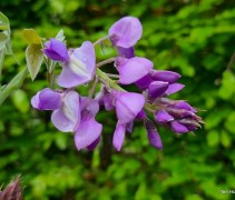 Wisteria brachybotrys 'Yokohama Fuji'