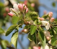 Malus 'John Downie' - Sierappel 'John Downie' - 2