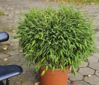 Fargesia murieliae 'Moontears' - Bolvormige bamboe - 4