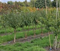 Betula utilis 'Doorenbos' - Himalayaberk - kweek meerstammige bomen