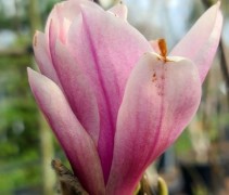 Magnolia 'Heaven Scent'