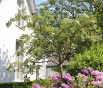 Sorbus Joseph Rock in tuin met rhododendron