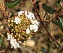 Viburnum x Burkwoodii