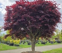 Acer palmatum 'Bloodgood' - Japanse esdoorn - 2