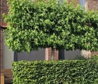 Liquidambar styraciflua 'Worplesdon' - Amberboom - 1