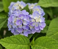 Hydrangea macrophylla Endless Summer Blauw - Bolhortensia - 3