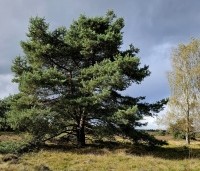 Pinus sylvestris - Grove den - 1