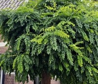 Robinia pseudoacacia 'Umbraculifera' - Bolacacia - 2