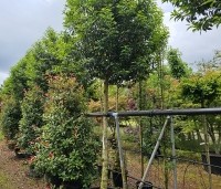 Prunus lusitanica 'Angustifolia' - Portugese laurier - 1