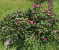 Rosa rugosa - Japanse Bottelroos -  toepassing langs beekje voorjaar 2024