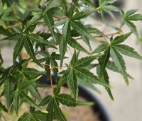 Acer palmatum 'Ueno Yama' - Japanse Esdoorn 'Ueno Yama' - 1