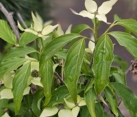 Cornus kousa 'Bultinck 's Giant Flowers' - Japanse grootbloemige kornoelje 'Bultinck 's Giant - 3