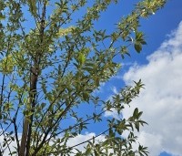 Elaeagnus commutata 'Zempin' - Olijfwilg - 2