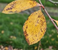Nyssa sylvatica 'Autumn Cascades' - Zwarte tupeloboom  - 1