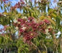 Heptacodium miconioides - Zevenzonenboom - 1