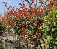 Photinia fraseri 'Red Robin'  - Glansmispel - 1