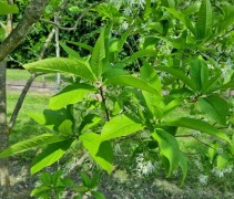 Chionanthus virginicus