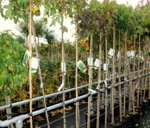 Liquidambar Gum Ball
