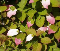 Actinidia Kolomikta