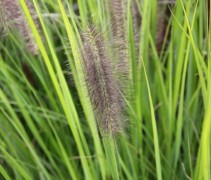 Pennisetum al Red Head
