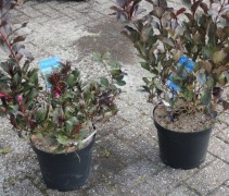 Weigela Florida 'Alexandra'