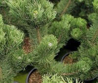 Pinus nigra 'Oregon Green' - Oostenrijkse den 'Oregon Green' - 2